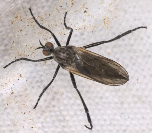 Rhamphomyia sp.